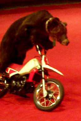 bear-riding-bike13.jpg
